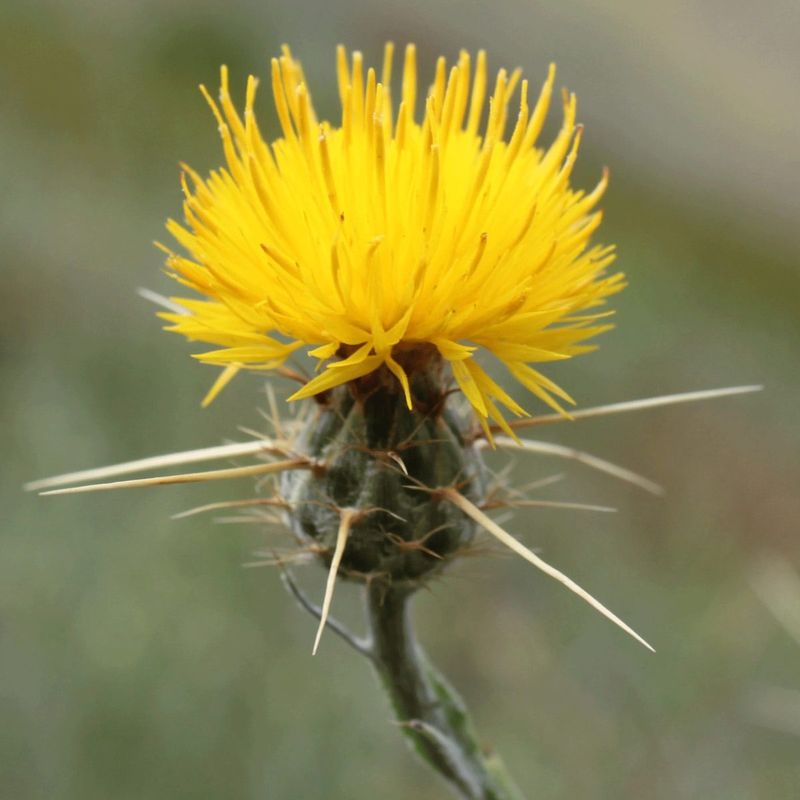 Star Thistle