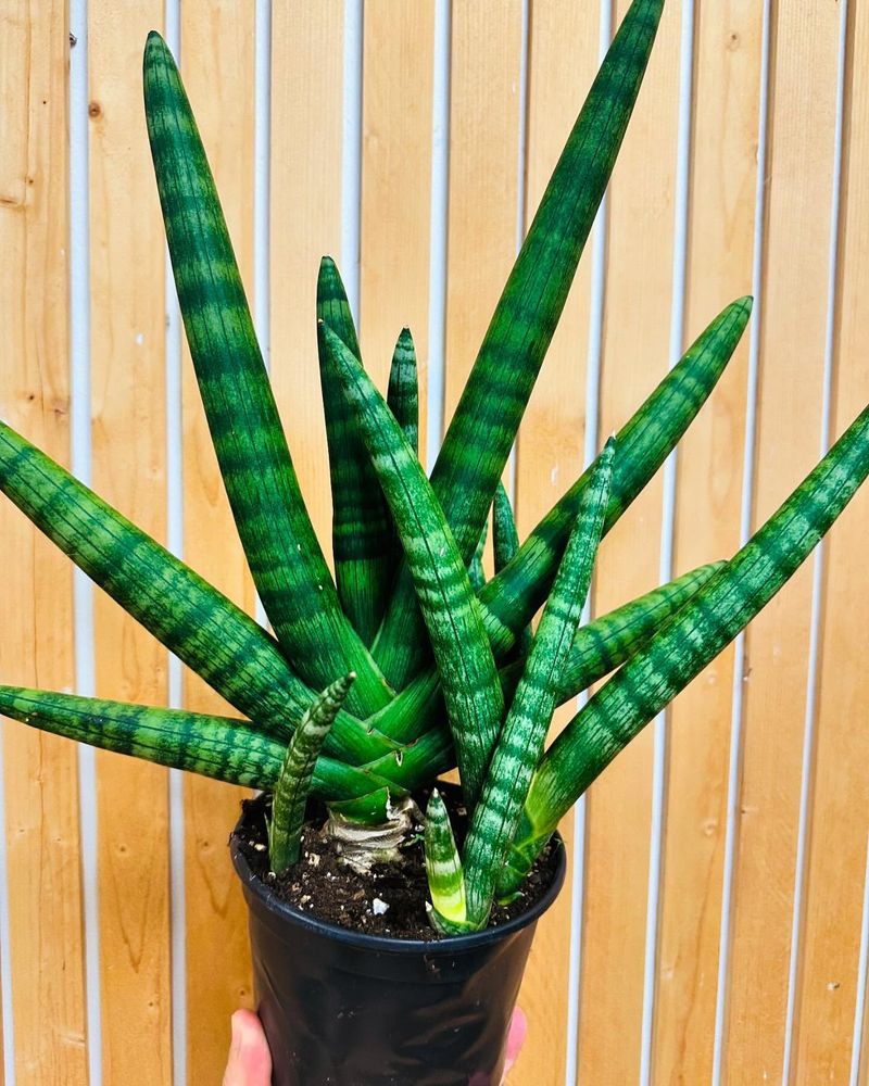 Starfish Sansevieria