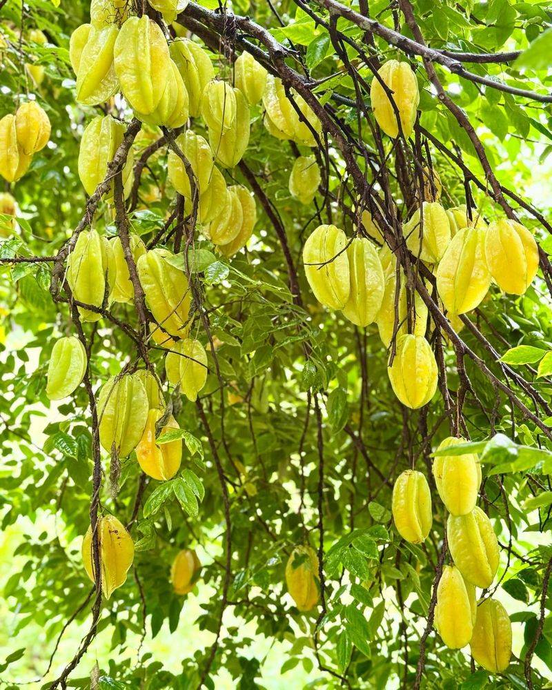 Starfruit Tree