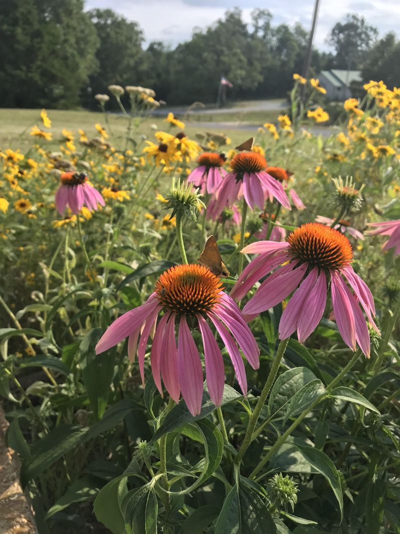 Start Building Healthy Habitats for Wildlife