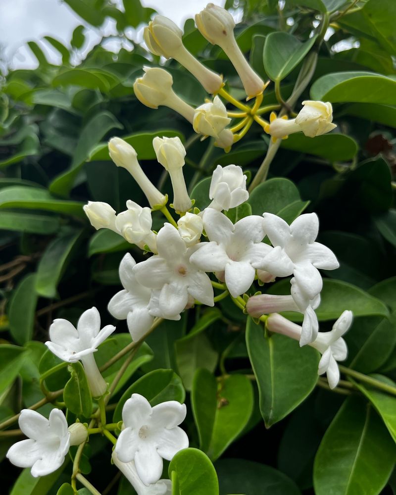 Stephanotis