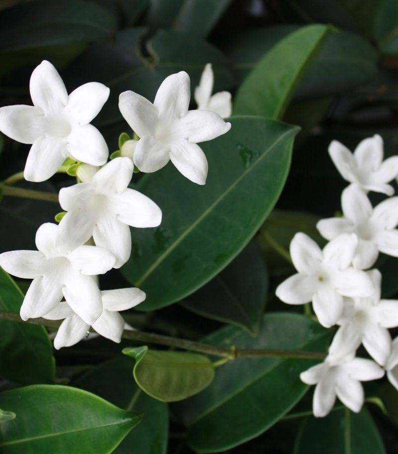 Stephanotis