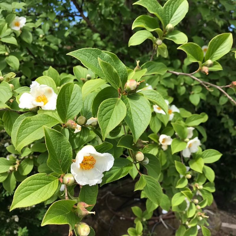 Stewartia