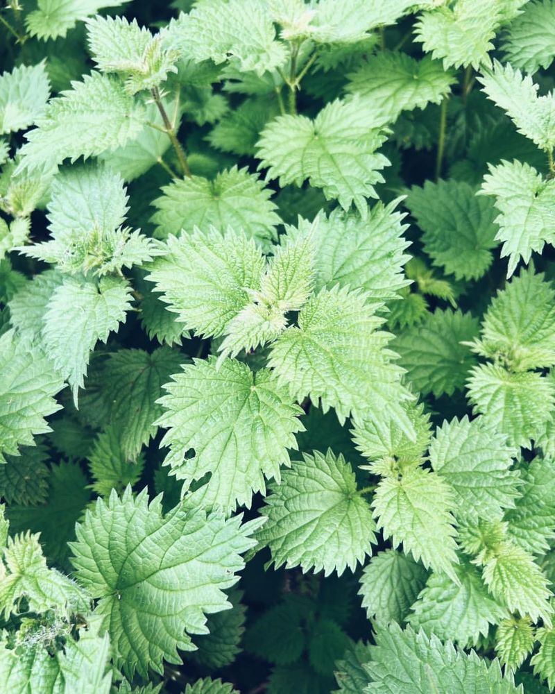 Stinging Nettle