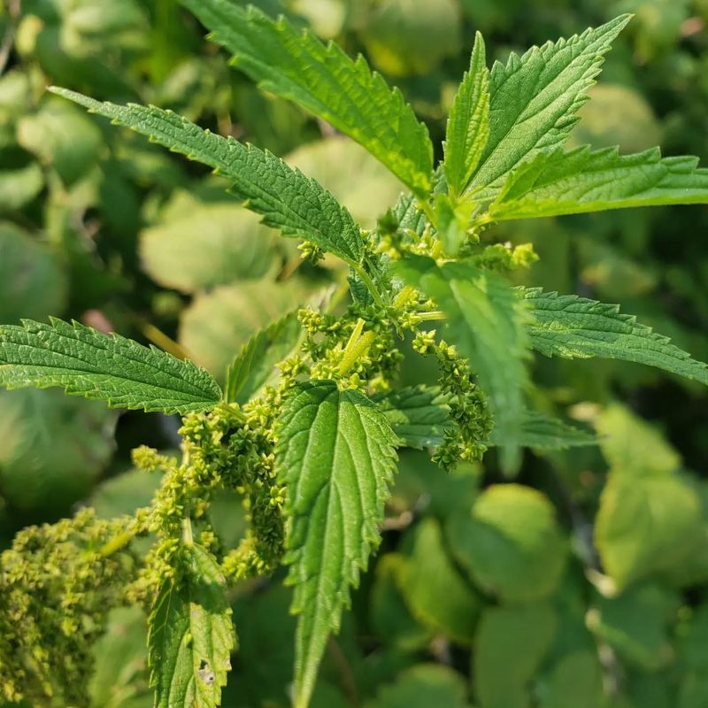 Stinging Nettle