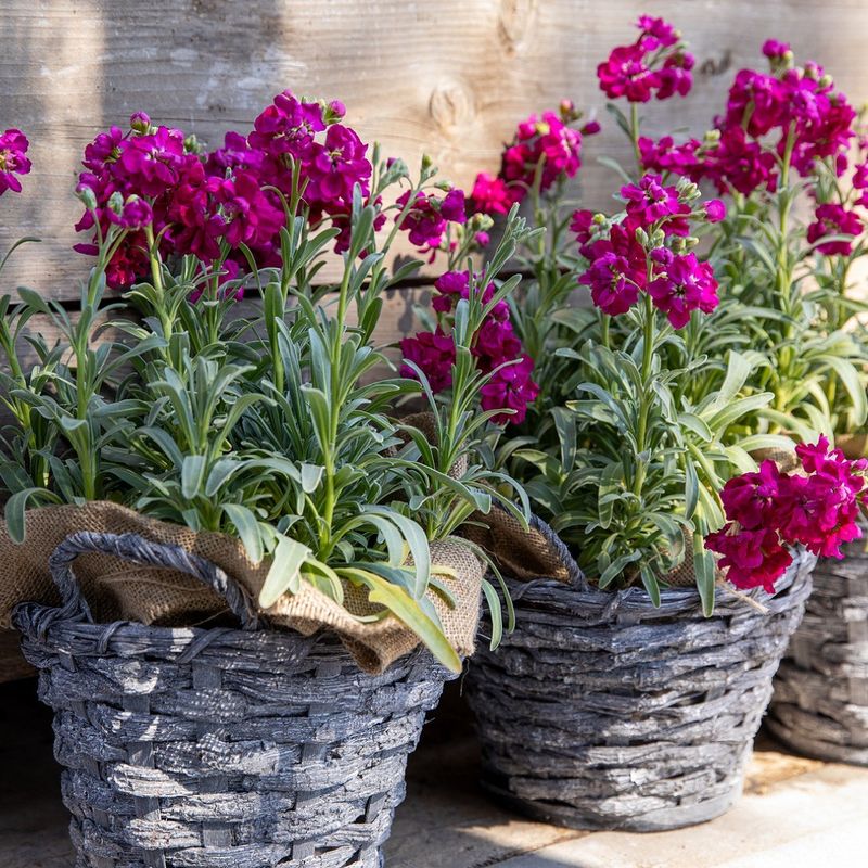 Stock (Matthiola)