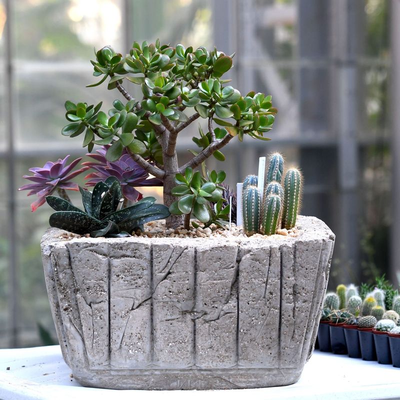 Stone Trough Succulents