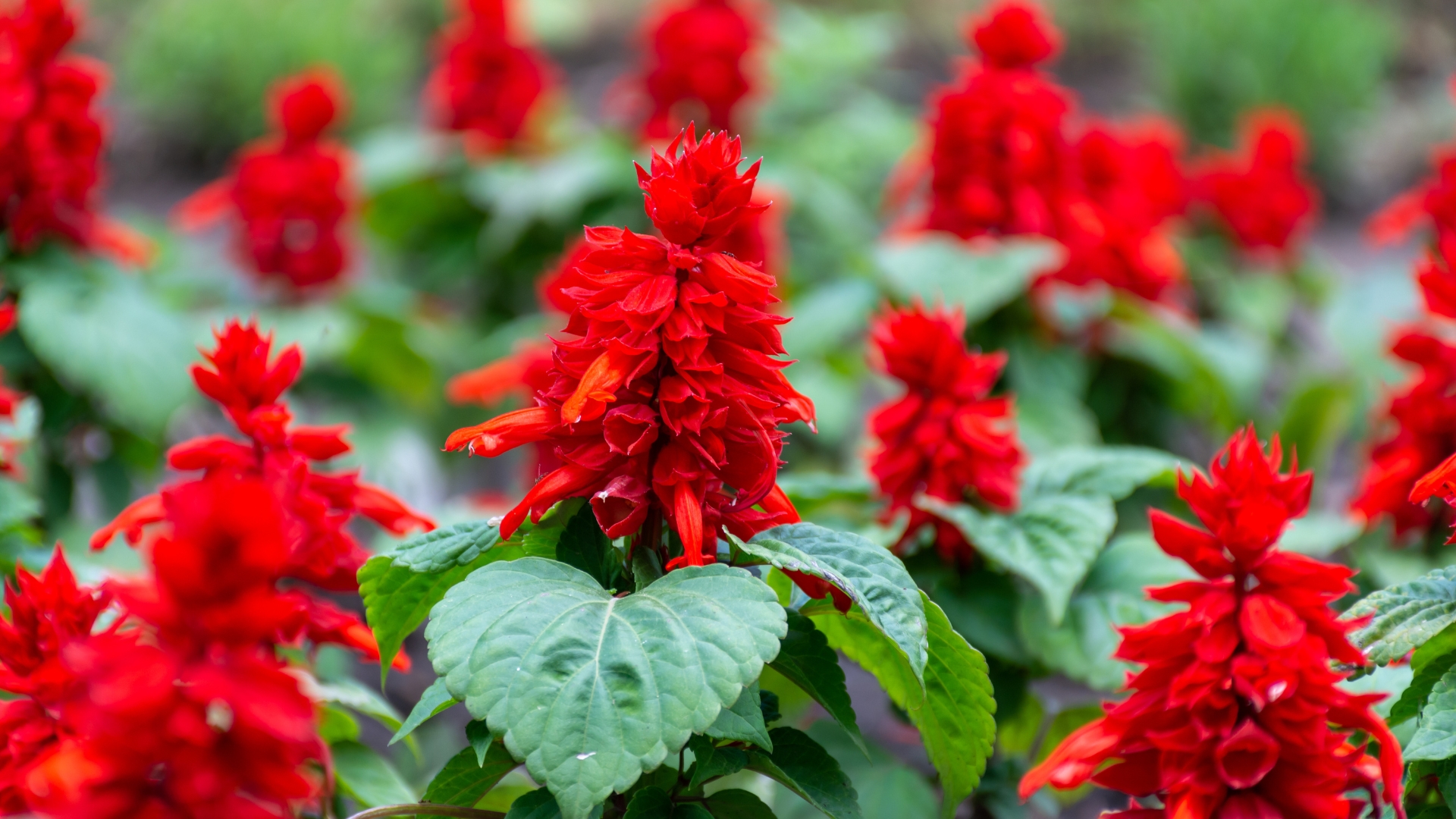 vibrant red salvia plant