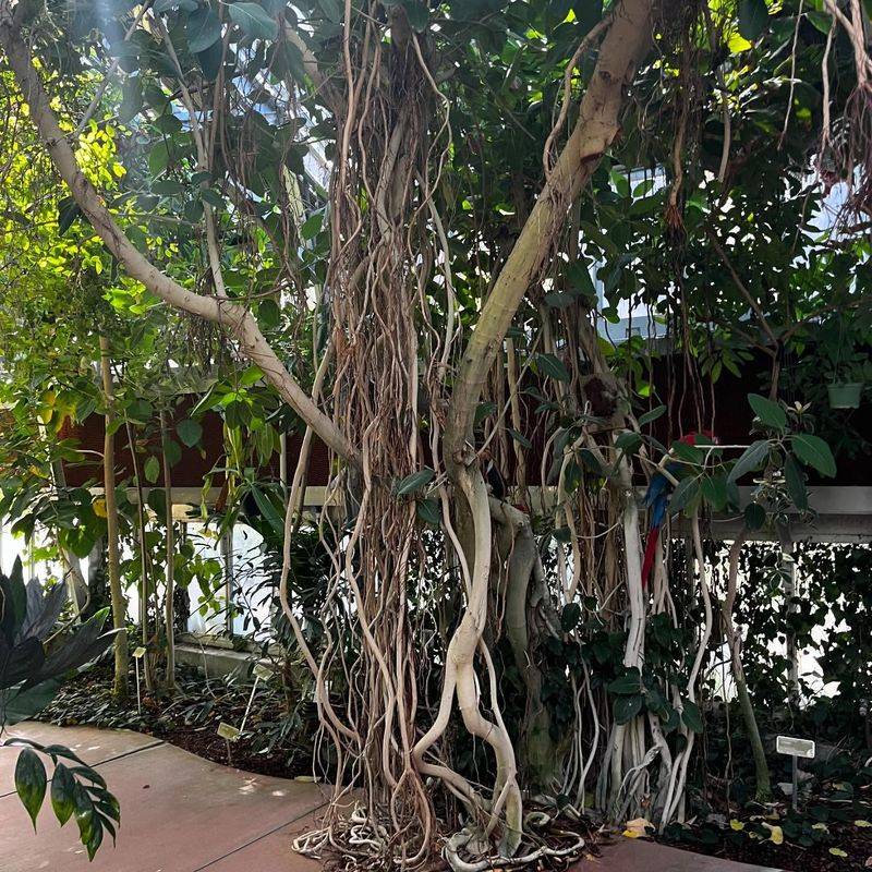 Strangler Fig