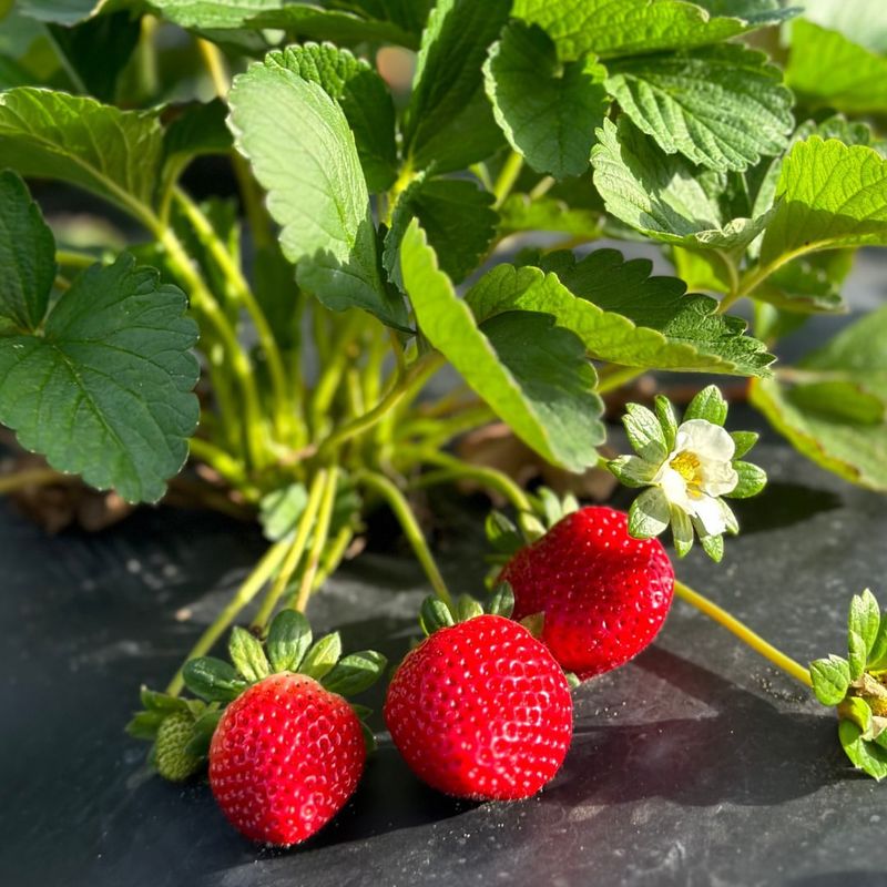 Strawberries