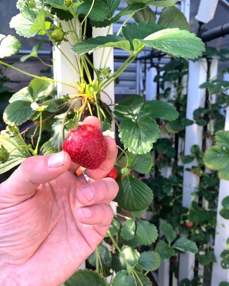 Strawberries