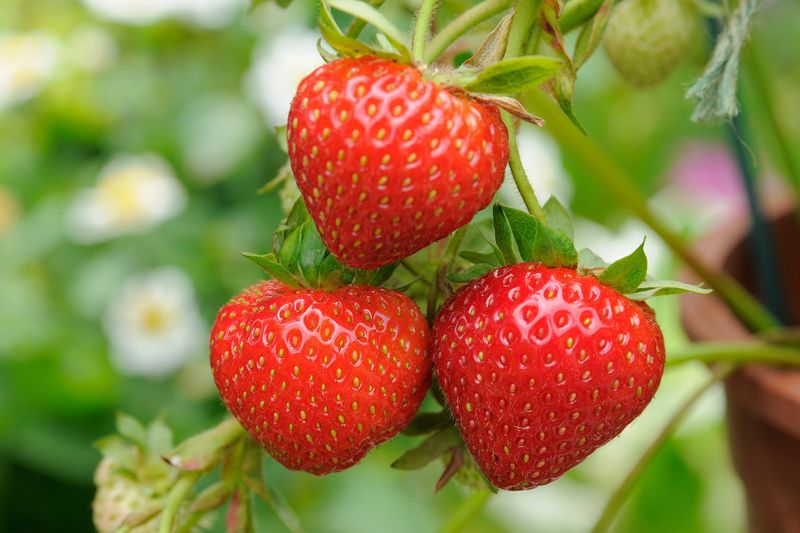 Strawberries