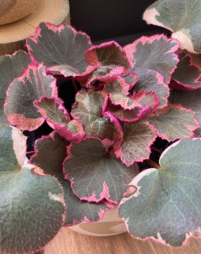 Strawberry Begonia