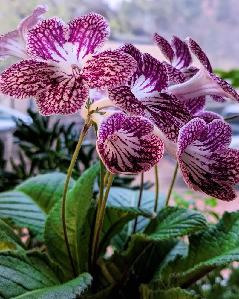 Streptocarpus