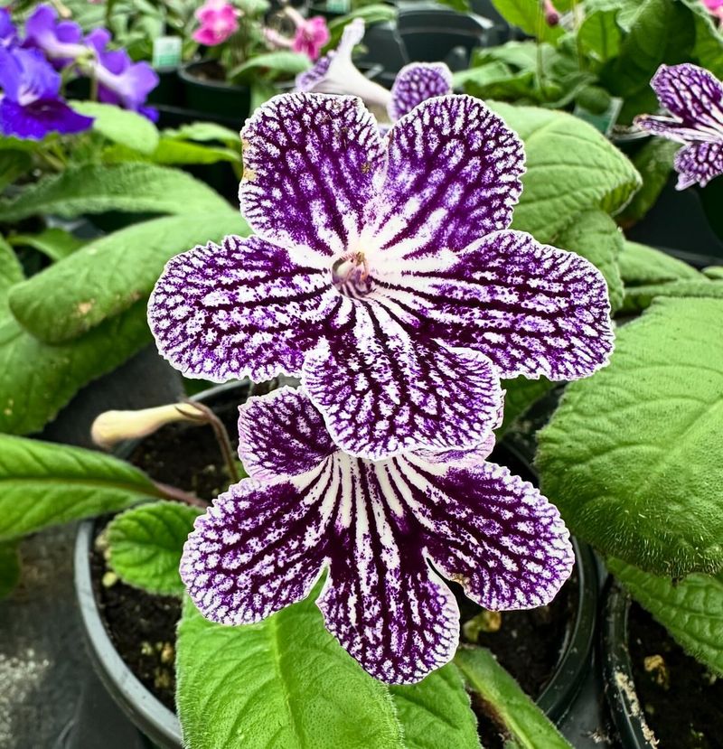 Streptocarpus