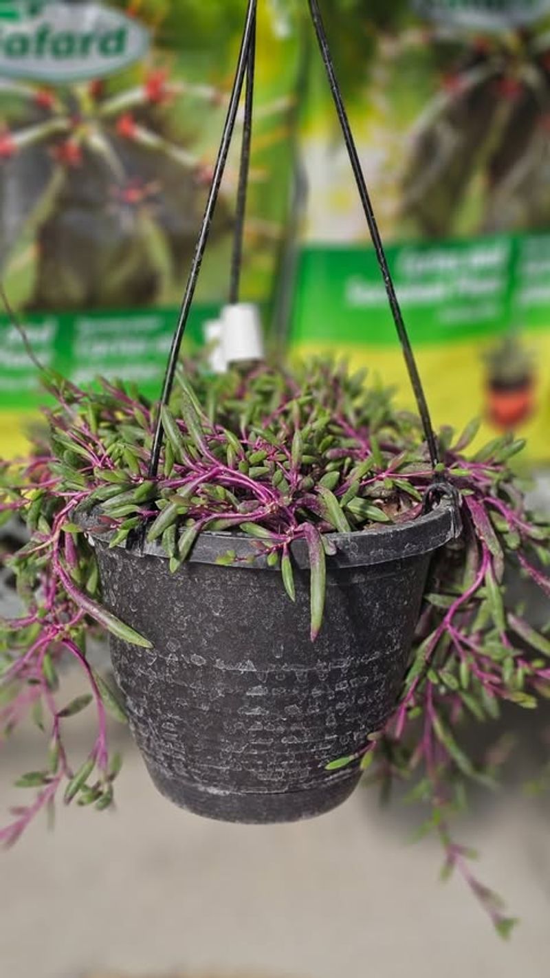 String of Bananas (Senecio radicans)