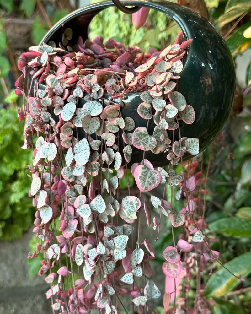 String of Hearts