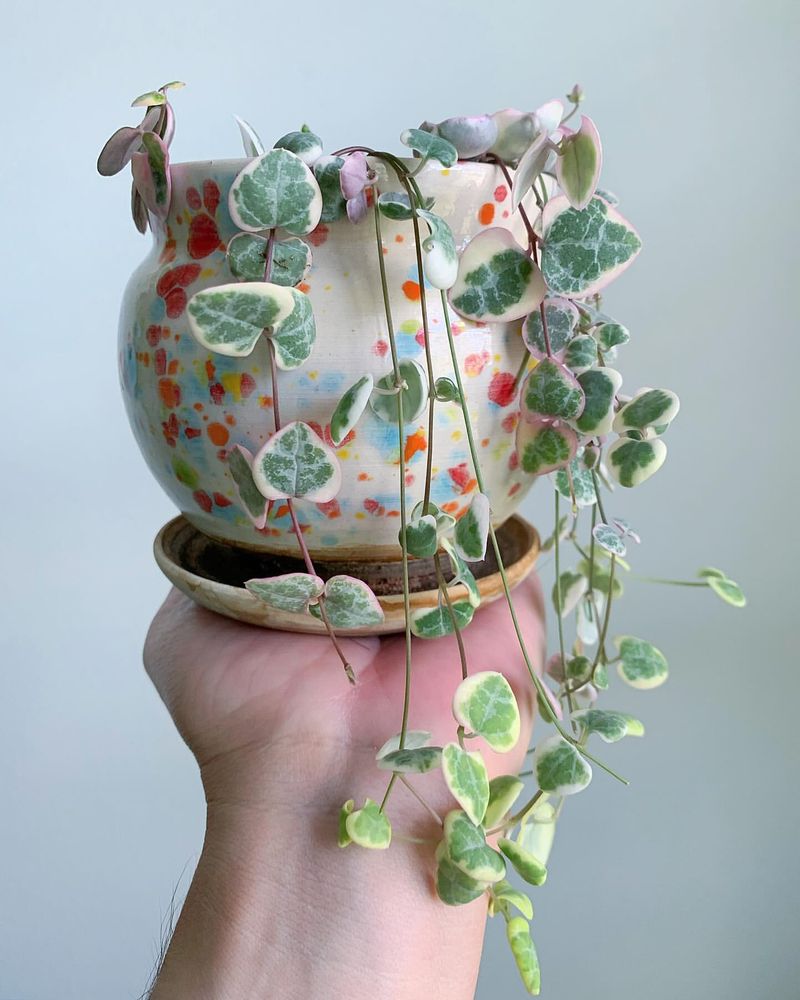 String of Hearts