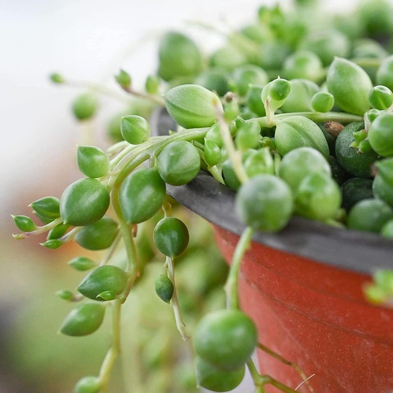 String of Pearls