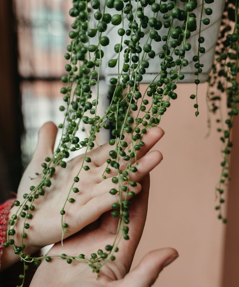 String of Pearls