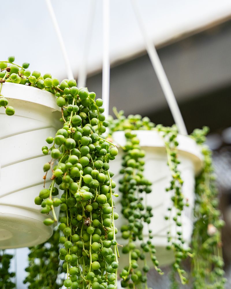 String of Pearls