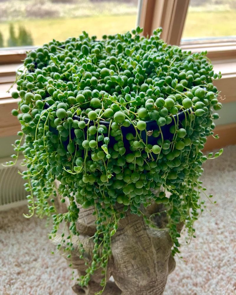 String of Pearls