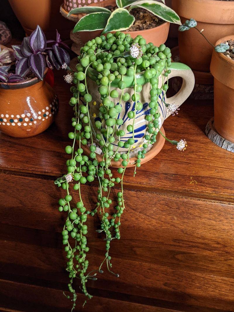 String of Pearls