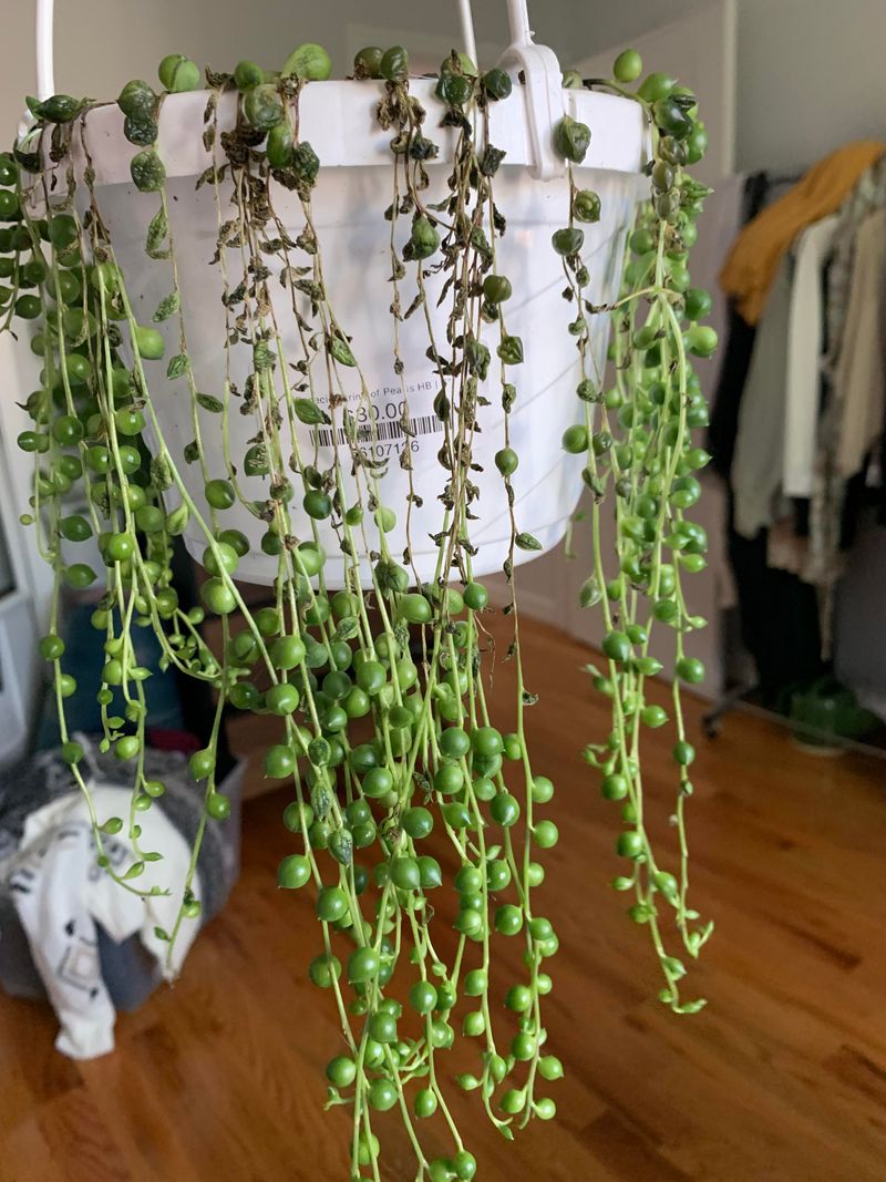 String of Pearls