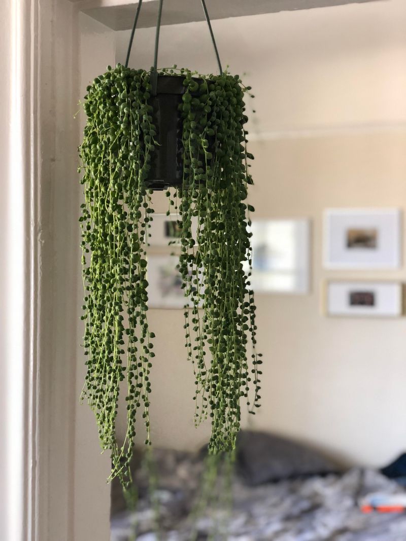 String of Pearls Hanging Technique