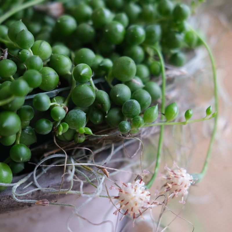 String of Pearls (Senecio rowleyanus)