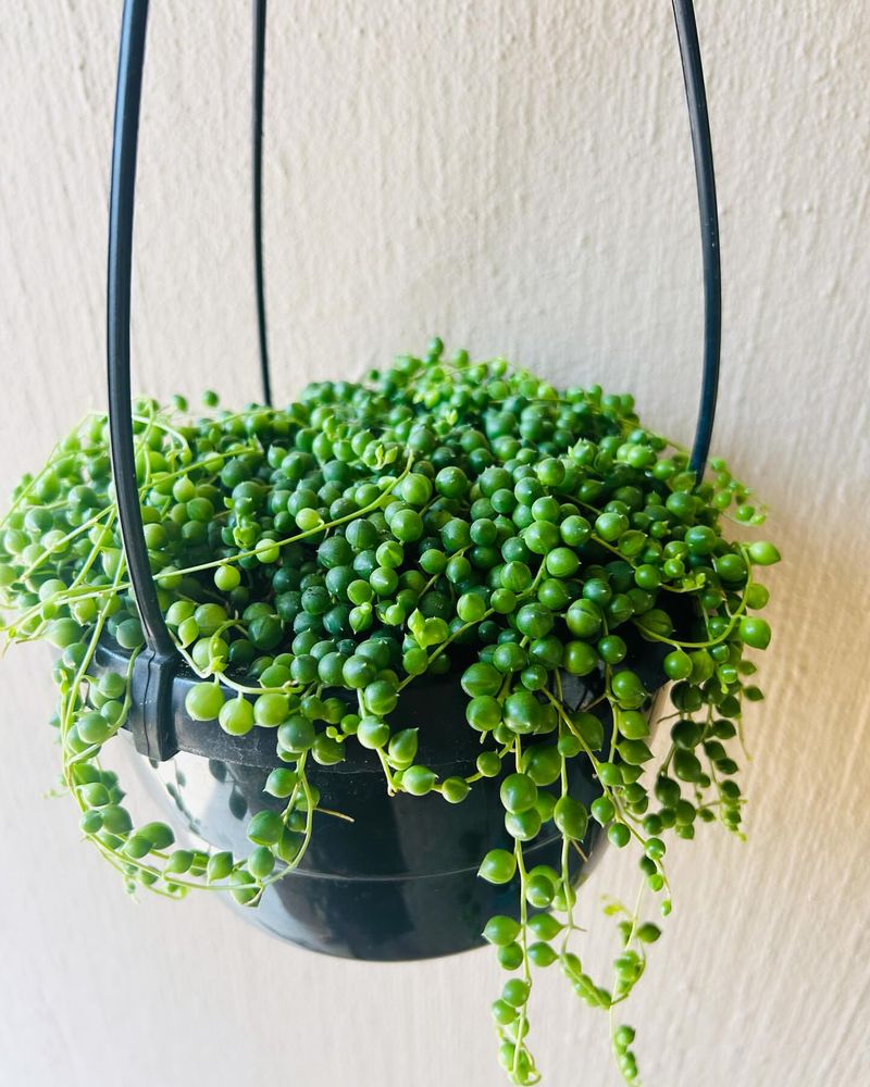 String of Pearls (Senecio rowleyanus)