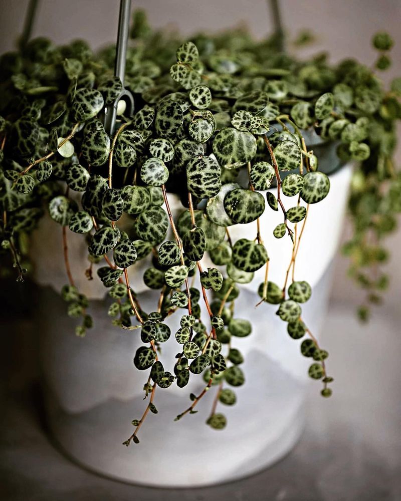 String of Turtles (Peperomia prostrata)