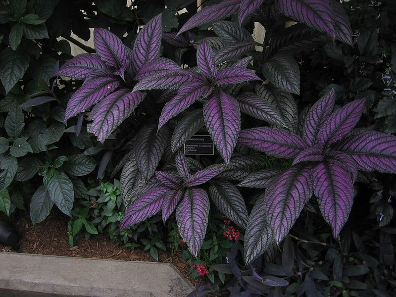 Strobilanthes Anisophyllus (Goldfussia)