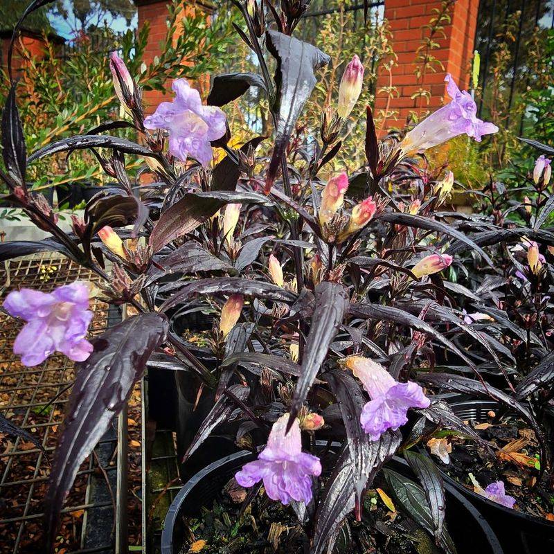 Strobilanthes anisophyllus