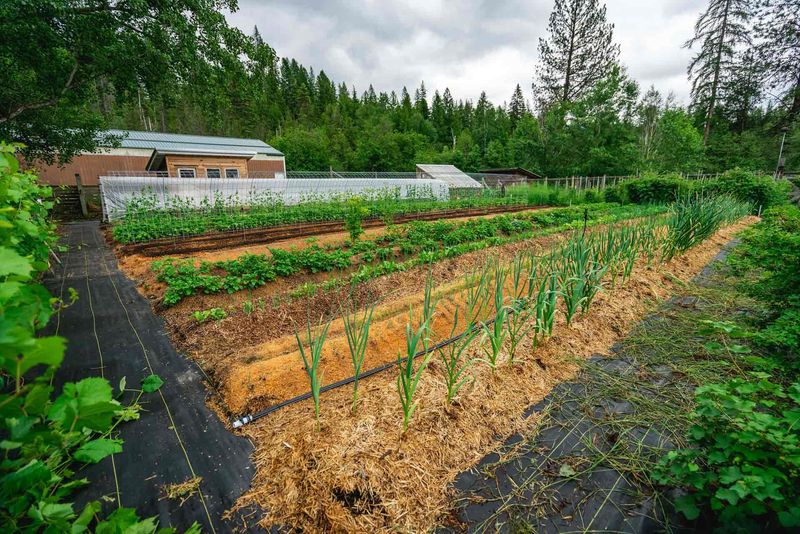 Succession Planting