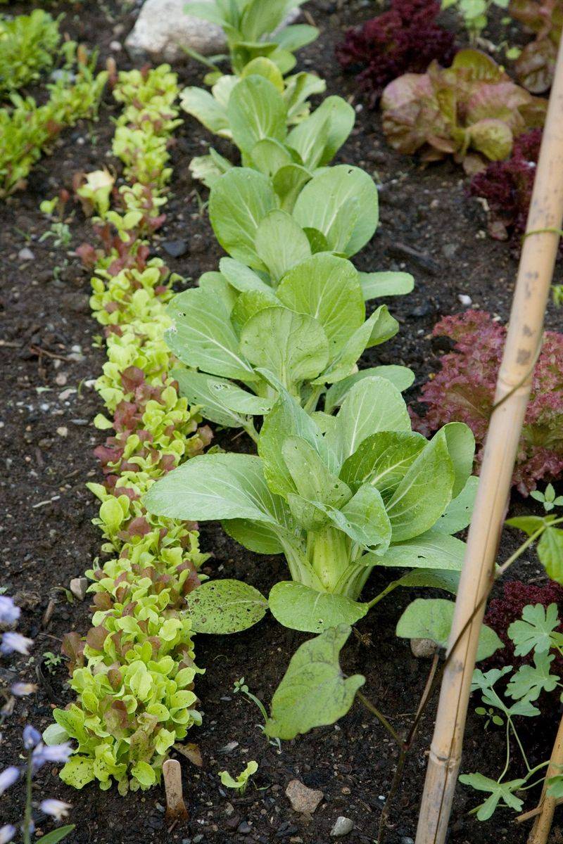 Succession Planting