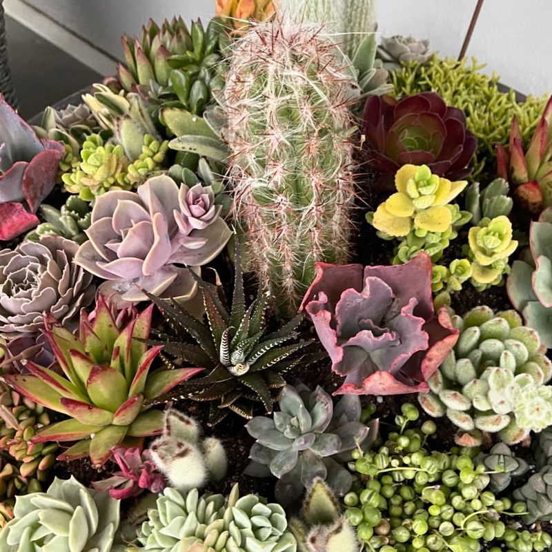 Succulent Assortment