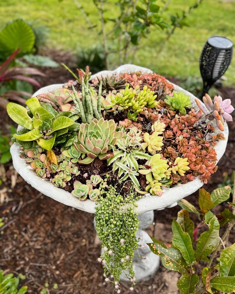 Succulent Bird Bath Garden