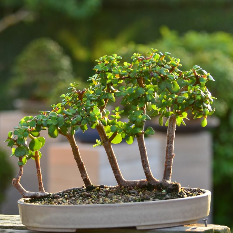 Succulent Bonsai