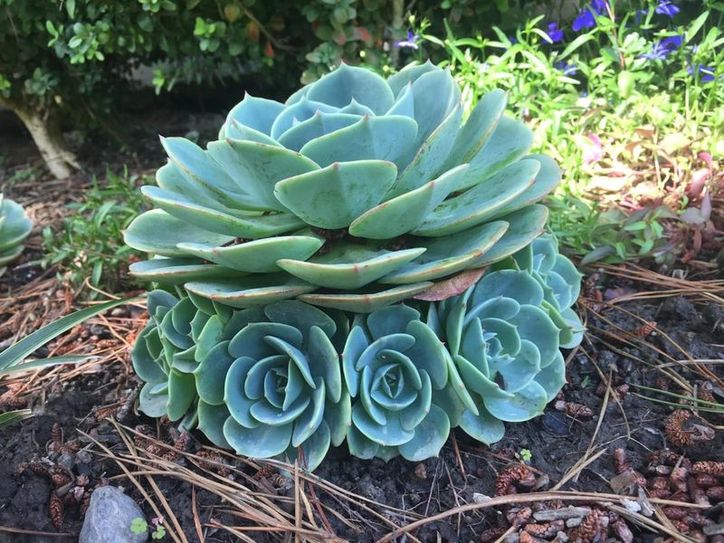 Succulent Fairy Ring