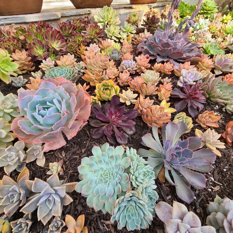 Succulent Garden Bed