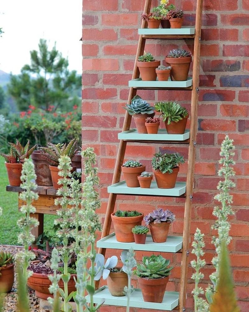 Succulent Ladder Display