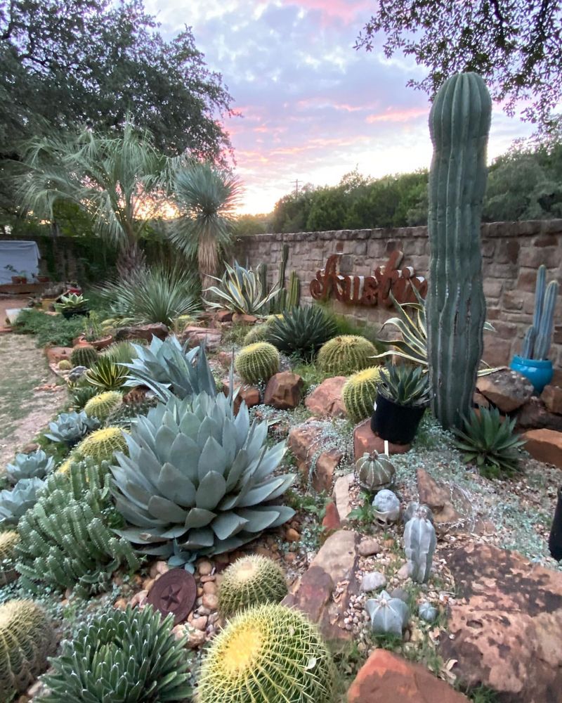 Succulent Landscape