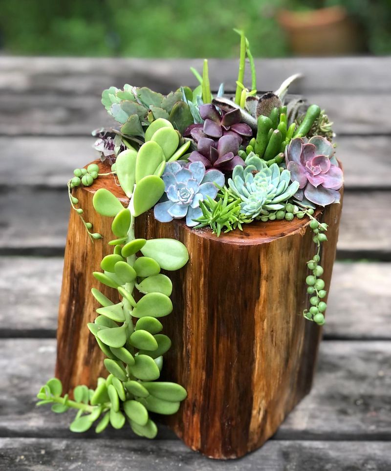 Succulent Log Planters