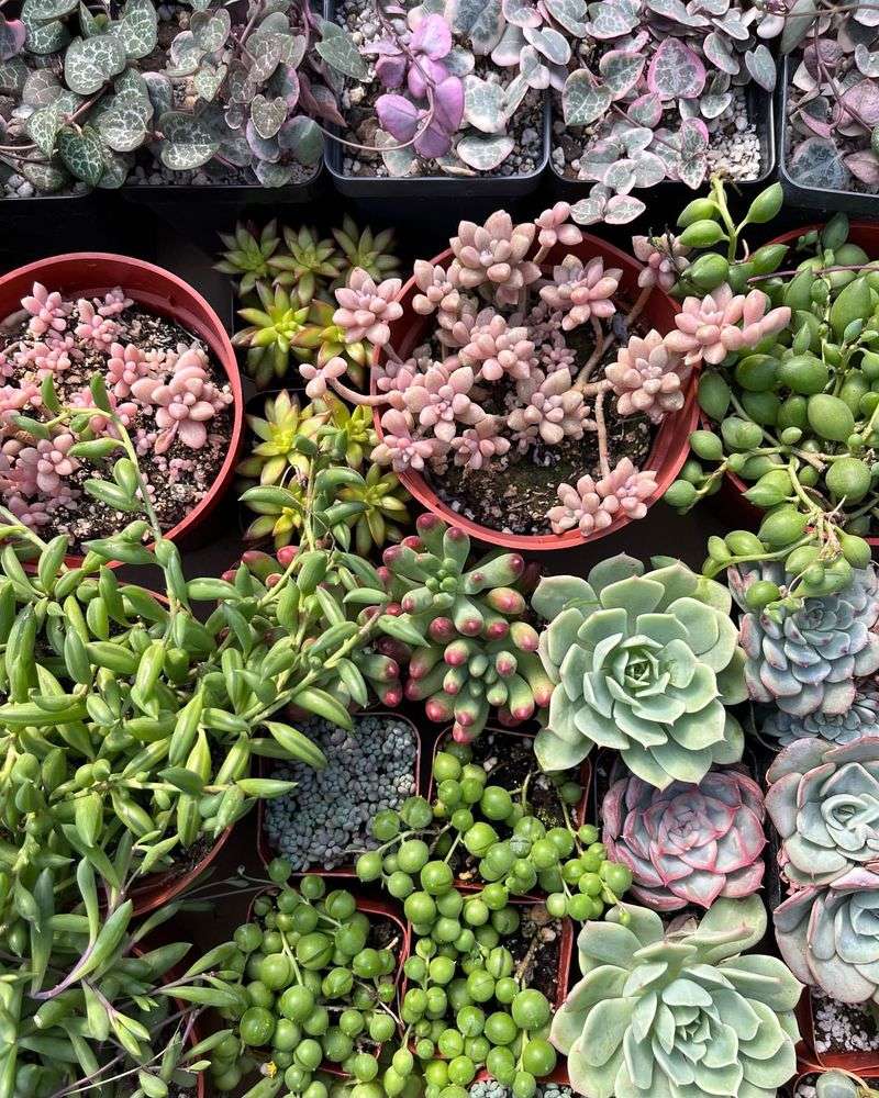 Succulent Mix