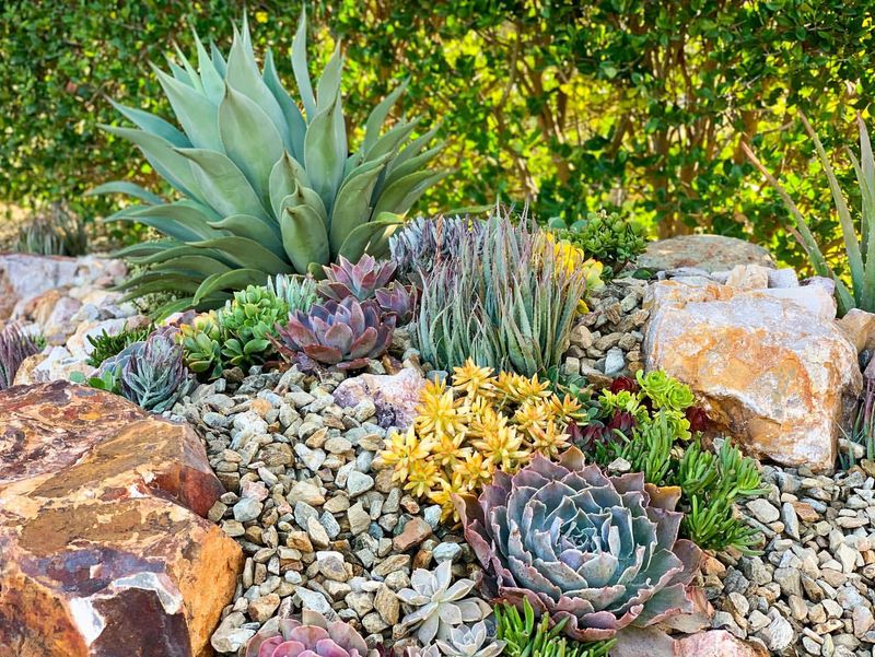 Succulent Rock Garden