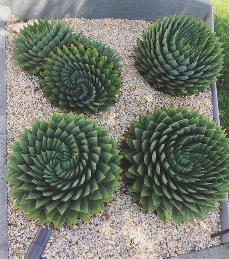 Succulent Spiral Garden