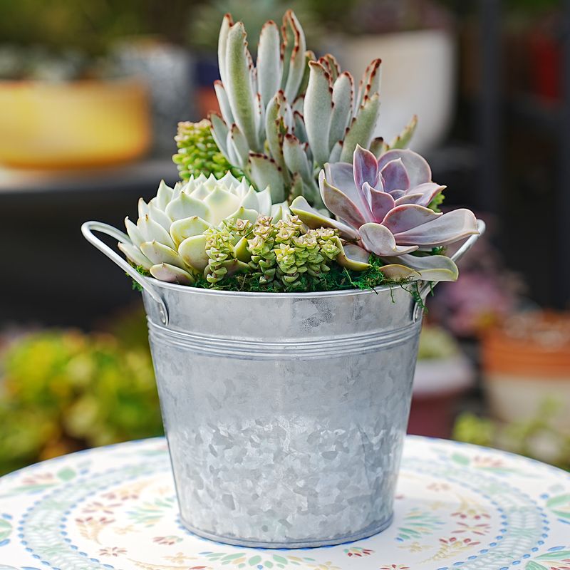 Succulent Table Centerpiece