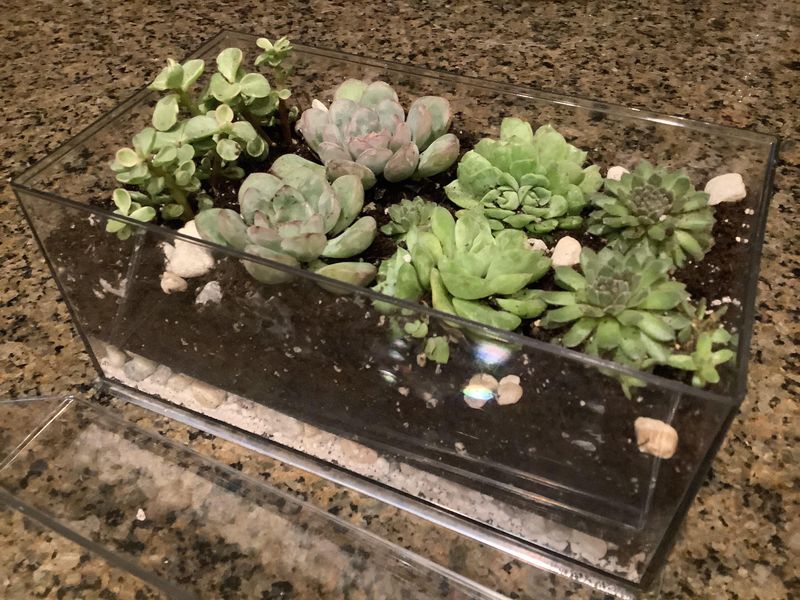 Succulent Terrarium