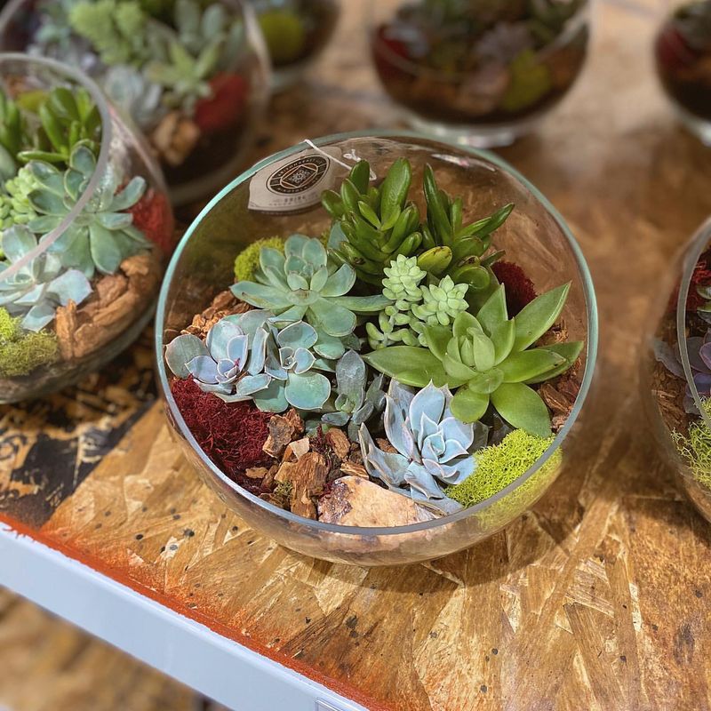 Succulent Terrarium